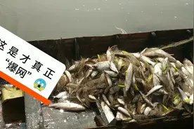 50亩的水塘杂鱼太多，用这办法清除，效果真好，大丰收！视频封面