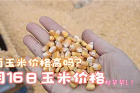 收粮小夫妻日常！农村大娘一车拉多少斤玉米？听后自己都不相信视频封面