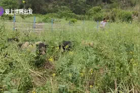 下午1点45分，福建罗源深山发现奇怪的猪，头次见视频封面