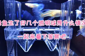 孔雀鱼母鱼生了许多透明球球是怎么回事？一起来揭晓答案吧视频封面
