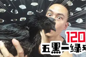 花120买只“五黑鸡”，世界最黑动物？连骨头都是黑的，烤完真香视频封面