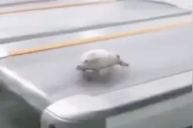 乌龟能跑多快？老外把乌龟放在跑步机上测试，接下来请憋住别笑视频封面