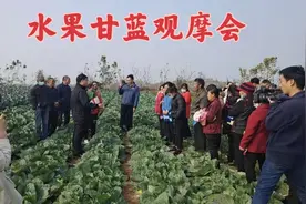 河南高山蔬菜基地种植水果甘蓝，菜农现场来参观，看品种吃甘蓝视频封面