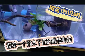 推荐一个沉木下沉的最佳方法，为什么这么说？我用自身实例告诉你视频封面