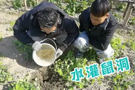 家里田地被鼠祸害，小陈和堂弟气愤用水猛灌鼠洞，看看害鼠哪里逃视频封面