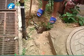 小区惊现黄鼠狼 是否对居民造成威胁