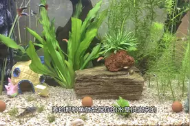 鱼缸里新添置了可爱的小螃蟹，分享混养的经验，教训得来的干货哦视频封面