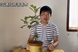 清香木与胡椒木傻傻的分不清楚，这棵清香木怎么样？一起看看吧！视频封面