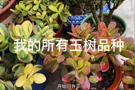 我养的玉树所有品种都在这了视频封面