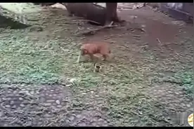小猫误入老虎园区，被大猛兽追赶，惊险连连视频封面
