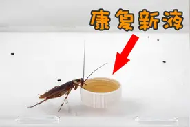蟑螂制成的康复新液，喂给蟑螂吃视频封面