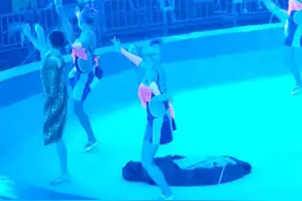 魔术表演_美女变老虎视频封面