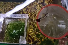 待产孔雀鱼又是一夜之间暴毙 这已经是连续第三条了 怀疑心理问题视频封面