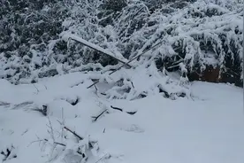上百年难遇的大雪，大年初一云南石林 这场雪灾来得如此突然。视频封面