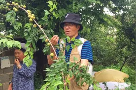 洱源青梅最好，酿酒选盐梅最好，一尝好酸爽不苦涩，真好吃视频封面