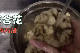 主妇买了三斤鲜百合，回到家全部清洗掉，一次吃不完如何储存？视频封面