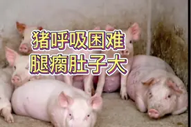 猪副嗜血杆菌病引起仔猪呼吸困难，用什么药效果好？视频封面