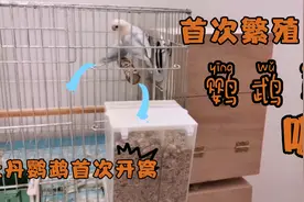 养殖新手首次繁殖牡丹鹦鹉，开窝后何时才有鹦鹉蛋？一起开箱检查