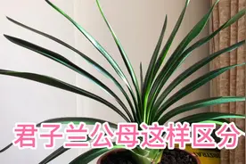 君子兰不开花是公的吗，我来给你解释清楚。视频封面