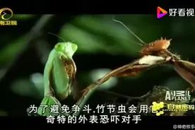 澳洲宽腹螳螂VS竹节虫（大型昆虫之间的对决）视频封面