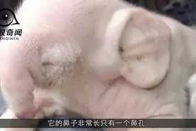 河北母猪生出一头小象，象猪杂交真的存在？外人却说活不长！视频封面