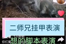 野外监控相机拍到野猪挂甲镜头视频封面