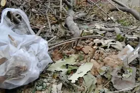 臭牡丹味虽臭，根煮水滋补佳品，外用消肿解毒，除风湿，活血化瘀视频封面