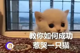 教你如何把一只小奶猫惹哭，只需用一根绳子骚扰它的一字眉就好