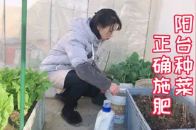 阳台种菜，试试这样施肥，蔬菜长得快又壮视频封面