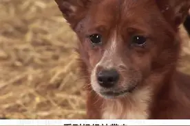 小狗呜咽落泪，它怎么了？视频封面