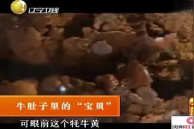 牛肚里发现非常珍贵的"牛黄"，专家鉴定后给出了答复，好东西视频封面