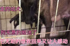 马犬误伤了小狗，看着狗妈惊慌的抢救无助的眼神，令我感动流泪视频封面