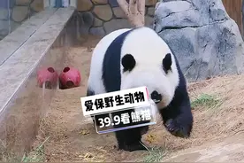 39.9💰来爱保野生动物世界看熊猫了#野生动物零距离  #野生动物园 #周末去哪玩 #熊猫视频封面