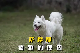 萨摩耶疯跑的4大原因，宠主别再误会了！视频封面