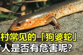 农村常见的“狗婆蛇”，喜欢晒太阳见人就跑，它对人是否有危害？视频封面