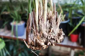无根的兰花，做好一个小动作，春天1个月就生根视频封面