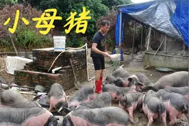 老林养的母猪生了两只宠物猪，长不大的，今年养猪人特别惨视频封面