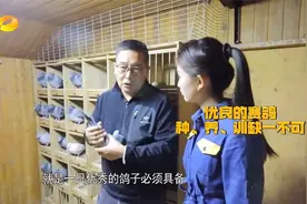 拥有比利时国赛冠军血统的鸽子是什么样的？涨知识！|新闻大求真视频封面