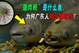 “脆肉鲩”是什么鱼，为何深受吃货欢迎，它是如何培育的？视频封面