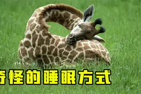 动物都是怎样睡觉的？坐着睡、飞着睡，睡姿一个比一个奇怪！视频封面