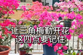 三角梅只长叶不开花？这四要素是关键，做到后很容易花开爆盆！视频封面