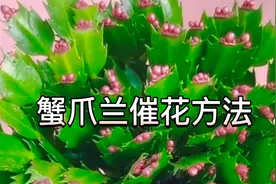 详细讲解蟹爪兰催花过程和方法，这一步赶紧做，这样开花多而整齐视频封面