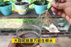 大蒜就是“万能生根水”，花卉枝条泡一泡，生根快又多！视频封面
