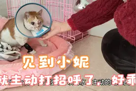 万物皆有灵性，被救助的橘猫腊月见到小妮就主动打招呼，太感动视频封面