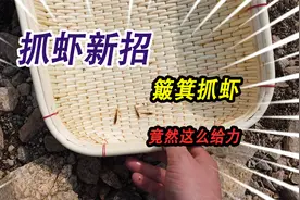 小伙想处一个抓虾奇招，偷拿家里的簸箕抓虾，没想到竟然这么给力视频封面