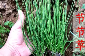 节节草又称“土麻黄”煮水，好多人不知它的妙用？30元一斤有人收视频封面