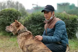 农村狗集像东北虎的奇怪狗，给1万也不卖，是虎斑犬和杜高杂交吗视频封面