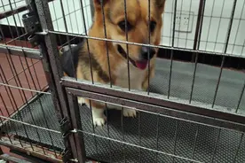 狗狗脚趾中间起了个超级大的疙瘩，主人用几块钱就可以完美解决视频封面