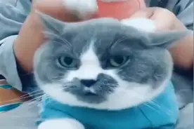 幼崽形态的猫猫公主，大家一起来rua她们视频封面