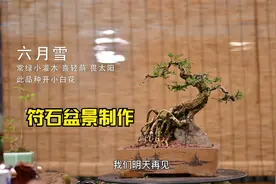 这么大的六月雪你见过吗？六月雪盆景换盆你敢这样剪根吗？视频封面